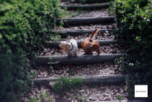 画像をギャラリービューアに読み込む, GIZMON Bokeh Lens 35mmF1.6 Cマウント【美品❗️】【実写済み❗️】FUJIミラーレス機にも!