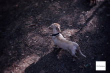 画像をギャラリービューアに読み込む, GIZMON Bokeh Lens 35mmF1.6 Cマウント【美品❗️】【実写済み❗️】FUJIミラーレス機にも!