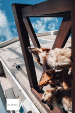 画像をギャラリービューアに読み込む, FUJIFILM XF10(GD)【美品✨】【完動品】【実写済み❗️】▪️オールドコンデジ▪️デジタルカメラ