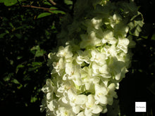 画像をギャラリービューアに読み込む, Nikon Coolpix S70 希少❗️【実写済み】【完動品】付属品フルセット▪️CCDカメラ▪️オールドコンデジ▪️デジタルカメラ