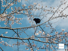 画像をギャラリービューアに読み込む, Nikon Coolpix P5000【完動品】【美品✨】▪️オールドコンデジ▪️デジタルカメラ