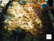 画像をギャラリービューアに読み込む, Nikon Coolpix P5000【完動品】【美品✨】▪️オールドコンデジ▪️デジタルカメラ