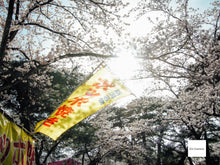 画像をギャラリービューアに読み込む, Nikon Coolpix P5000【完動品】【美品✨】▪️オールドコンデジ▪️デジタルカメラ