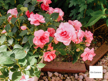 画像をギャラリービューアに読み込む, Nikon Coolpix4500【完動品】【実写済み❗️】▪️オールドコンデジ▪️デジタルカメラ