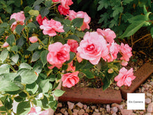 Load image into Gallery viewer, Nikon Coolpix S6600 ラズベリーレッド【完動品】▪️オールドコンデジ▪️デジタルカメラ