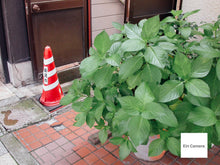 画像をギャラリービューアに読み込む, Nikon Coolpix4500【完動品】【実写済み❗️】▪️オールドコンデジ▪️デジタルカメラ