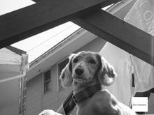 画像をギャラリービューアに読み込む, Nikon Coolpix S8100【完動品】【実写済み❗️】状態◎▪️オールドコンデジ▪️デジタルカメラ