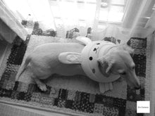 画像をギャラリービューアに読み込む, Nikon Coolpix S8100【完動品】【実写済み❗️】状態◎▪️オールドコンデジ▪️デジタルカメラ