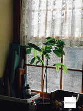 画像をギャラリービューアに読み込む, Nikon Coolpix P7100【完動品】【実写済み❗️】状態◎▪️オールドコンデジ▪️デジタルカメラ