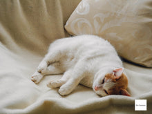 画像をギャラリービューアに読み込む, Nikon Coolpix P7100【完動品】【実写済み❗️】状態◎▪️オールドコンデジ▪️デジタルカメラ