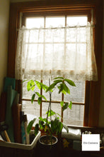 画像をギャラリービューアに読み込む, Nikon S1【実写済み❗️】【完動品】状態◎▪️デジタルミラーレス一眼レフ▪️オールドコンデジ