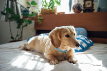 画像をギャラリービューアに読み込む, FUJIFILM Fine Pix X100【完動品】【実写済み!】状態◎▪️オールドコンデジ▪️デジタルカメラ