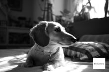 画像をギャラリービューアに読み込む, FUJIFILM Fine Pix X100【完動品】【実写済み!】状態◎▪️オールドコンデジ▪️デジタルカメラ