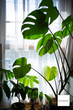 画像をギャラリービューアに読み込む, FUJIFILM Fine Pix X100【完動品】【実写済み!】状態◎▪️オールドコンデジ▪️デジタルカメラ