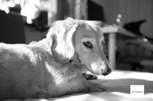 画像をギャラリービューアに読み込む, FUJIFILM Fine Pix X100【完動品】【実写済み!】状態◎▪️オールドコンデジ▪️デジタルカメラ