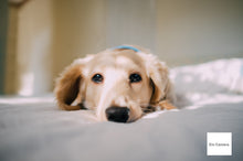 画像をギャラリービューアに読み込む, FUJIFILM Fine Pix X100【完動品】【実写済み!】状態◎▪️オールドコンデジ▪️デジタルカメラ