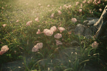 画像をギャラリービューアに読み込む, Canon FD 70-150mmF4.5【完動品】Canon AE-1,AE-1P,A-1,AV-1,AL-1,F-1などに❗️