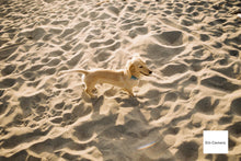 画像をギャラリービューアに読み込む, ZEISS IKON Contessa 35 Zeiss Opton Tessar 45mmF2.8【完動品】【美品❗️】