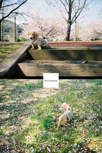 画像をギャラリービューアに読み込む, OLYMPUS PEN D2【完動品】ハーフカメラ 状態◎