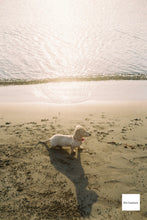 画像をギャラリービューアに読み込む, Canon Autoboy N155【完動品】【美品✨】