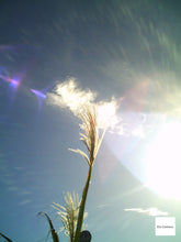 画像をギャラリービューアに読み込む, HITACHI HDC-30X I-mega【完動品】【実写済み❗️】【希少✨】▪️オールドコンデジ▪️デジタルカメラ