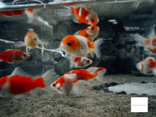 画像をギャラリービューアに読み込む, PENTAX Optio WP ブルー【完動品】【希少✨】【防水・防塵☔️】水深1.5mまでOK!▪️オールドコンデジ▪️デジタルカメラ