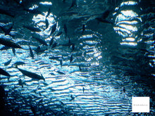 画像をギャラリービューアに読み込む, PENTAX Optio WP ブルー【完動品】【希少✨】【防水・防塵☔️】水深1.5mまでOK!▪️オールドコンデジ▪️デジタルカメラ