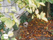 画像をギャラリービューアに読み込む, PENTAX OPTIO WS80【完動品】防水デジタルカメラ☔️▪️オールドコンデジ▪️デジタルカメラ