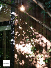 画像をギャラリービューアに読み込む, PENTAX Optio X【希少❗️】【完動品】【実写済み!】▪️CCDカメラ▪️オールドコンデジ▪️デジタルカメラ