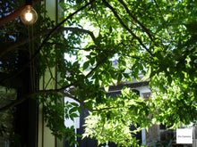 画像をギャラリービューアに読み込む, PENTAX Optio X【希少❗️】【完動品】【実写済み!】▪️CCDカメラ▪️オールドコンデジ▪️デジタルカメラ