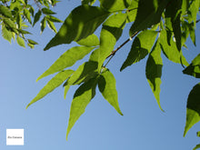 画像をギャラリービューアに読み込む, PENTAX Optio X【希少❗️】【完動品】【実写済み!】▪️CCDカメラ▪️オールドコンデジ▪️デジタルカメラ