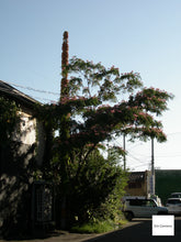 Load image into Gallery viewer, 希少❗️PENTAX OPTIO X 📷❗️画面が動く!近未来的なデザイン✨極上美品・CCD搭載・完動品【オールドデジカメ】