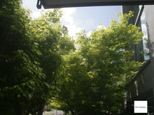 画像をギャラリービューアに読み込む, PENTAX Optio X【希少❗️】【完動品】【実写済み!】▪️オールドコンデジ▪️デジタルカメラ