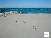 Load image into Gallery viewer, PENTAX Optio 43WR 🌊 ほぼ水中カメラ🐠 CCDセンサー搭載 オールドコンデジ 単三電池対応🔋