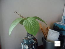 Load image into Gallery viewer, 📸PENTAX OPTIO 330GS|自撮りできるレトロデジカメ✨【完動品】状態◎