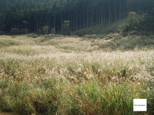 画像をギャラリービューアに読み込む, PENTAX Optio43WR【希少❗️】【完動品】【美品】【実写済み❗️】防水仕様☔️▪️オールドコンデジ▪️デジタルカメラ