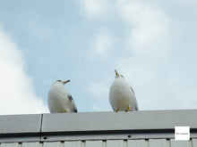 画像をギャラリービューアに読み込む, Canon IXY31S【完動品】【希少❗️】状態◎▪️オールドコンデジ▪️デジタルカメラ