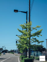 画像をギャラリービューアに読み込む, Canon Power Shot A2000IS【完動品】▪️オールドコンデジ▪️デジタルカメラ