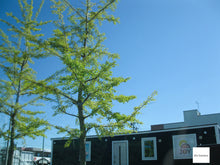 画像をギャラリービューアに読み込む, Canon Power Shot A1000IS【完動品】▪️オールドコンデジ▪️デジタルカメラ