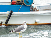 画像をギャラリービューアに読み込む, Canon IXY220F【動作品】【実写済み❗️】▪️オールドコンデジ▪️デジタルカメラ