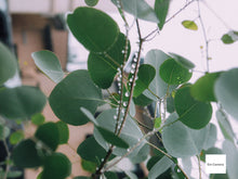 画像をギャラリービューアに読み込む, Canon PowerShot G2 📷 名機✨オールドコンデジ 完動品💯 バリアングル搭載🎯