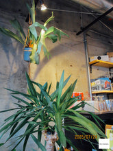 画像をギャラリービューアに読み込む, 📸 Canon IXY 600F パープル 💜美品・ガイド付きセット❗️オールドコンデジ・人気のイクシー🫐⚡️