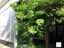 画像をギャラリービューアに読み込む, Canon IXY Digital 25IS【完動品】【美品❗️】▪️オールドコンデジ▪️デジタルカメラ