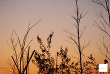 画像をギャラリービューアに読み込む, OLYMPUS OZ120ZOOM(SV)【完動品】状態◎