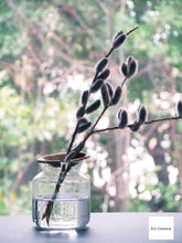 画像をギャラリービューアに読み込む, Canon IXY3【完動品】▪️オールドコンデジ▪️デジタルカメラ