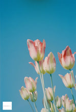 画像をギャラリービューアに読み込む, Canon Autoboy TELE6【完動品】ハーフ&35mm切り替え可能❗️