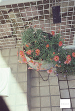 画像をギャラリービューアに読み込む, Canon Autoboy TELE6【完動品】状態◎