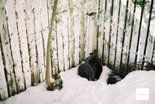 画像をギャラリービューアに読み込む, Argus C3 柚葉色🍊🦖【完動品】