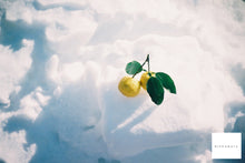 画像をギャラリービューアに読み込む, Argus 朝行月🪼🌙【完動品】