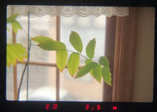 画像をギャラリービューアに読み込む, Canon A-1 & 明るいレンズ❗️【完動品】初心者の方にもおすすめ⭕️